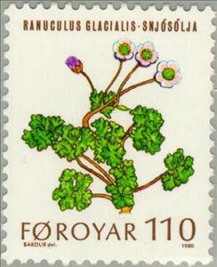 Stamp, Glacier buttercup (Ranuculus glacialis), Faroe Islands,  , Flowers, Plants (Flora)