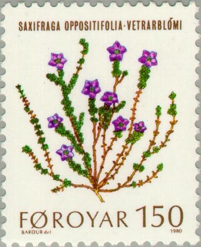 Flowers - Saxifraga oppositifolia