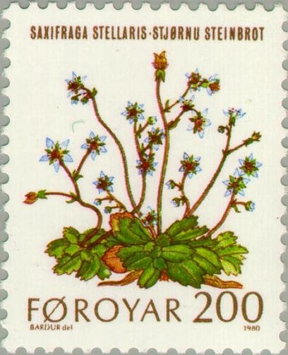 Flowers - Saxifraga stellaris
