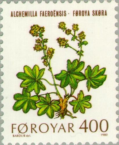 Lady's mantle (Alchemilla faeroensis)