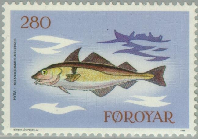 Haddock (Melanogrammus aeglefinus)
