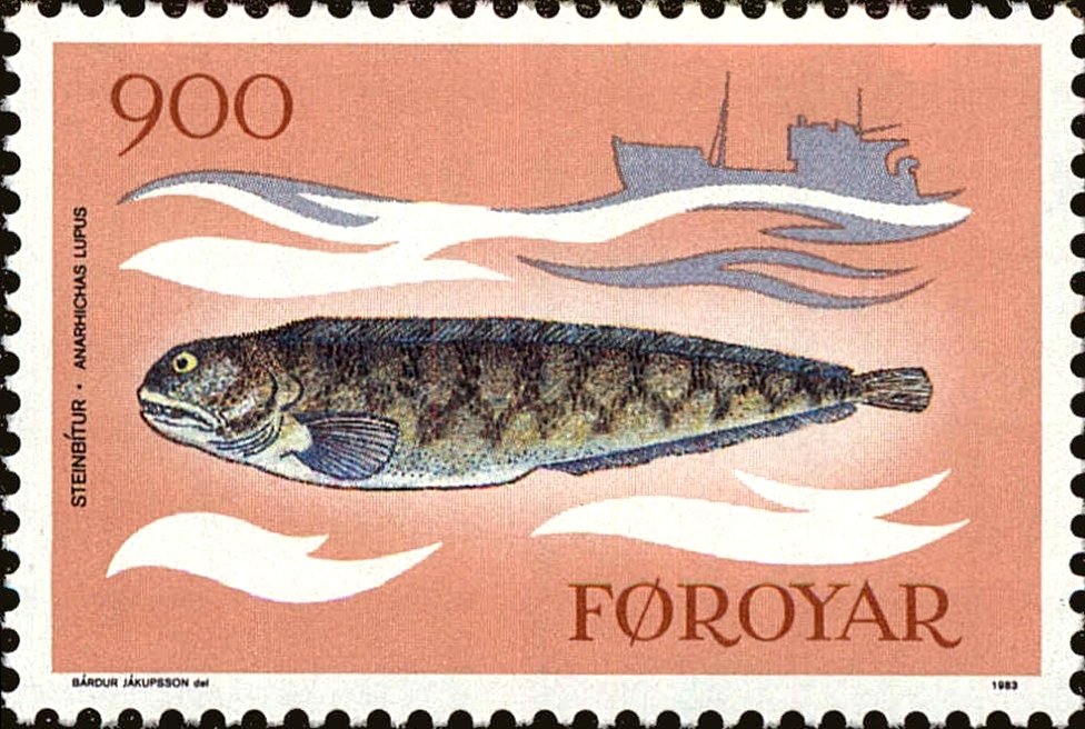 Atlantic wolffish (Anarhichas lupus)