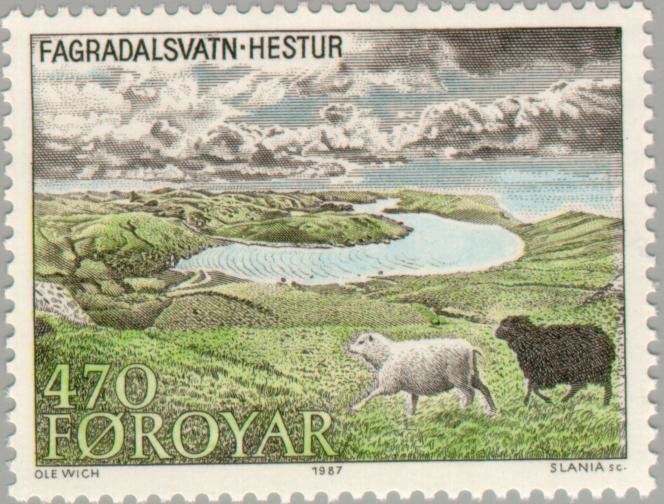 Domestic Sheep (Ovis ammon aries)