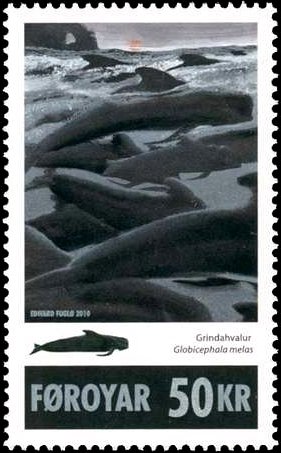 Long-finned Pilot Whale (Globicephala melaena)