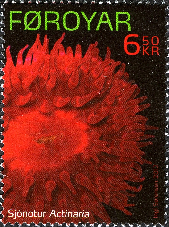 Sea Anemone (Actiniaria sp.)