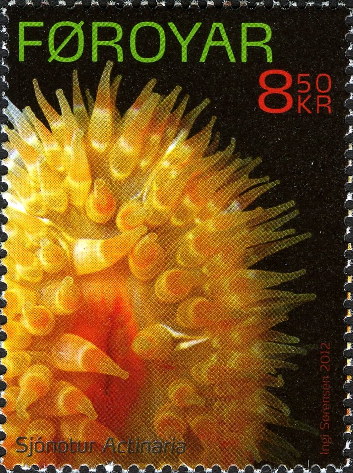 Sea Anemone (Actiniaria sp.)