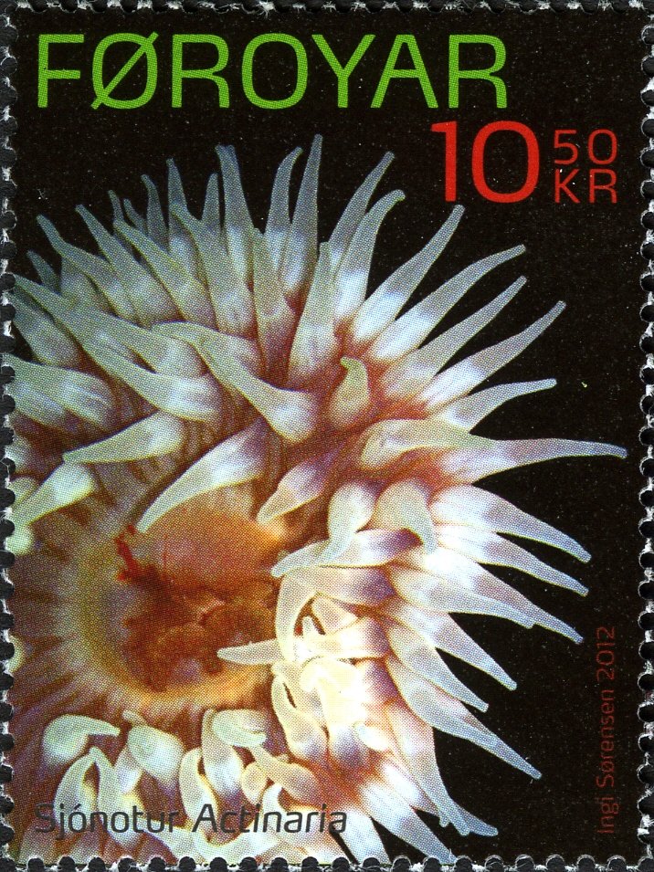 Sea Anemone (Actiniaria sp.)