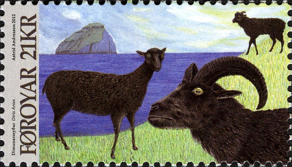Dímun Sheep (Ovis orientalis aries) 