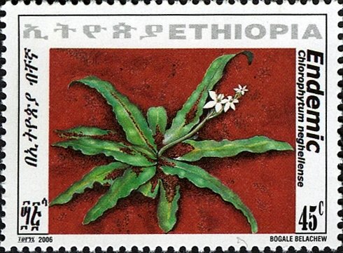 Chlorophytum neghellense