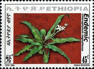 Stamp, Chlorophytum neghellense, Ethiopia,  