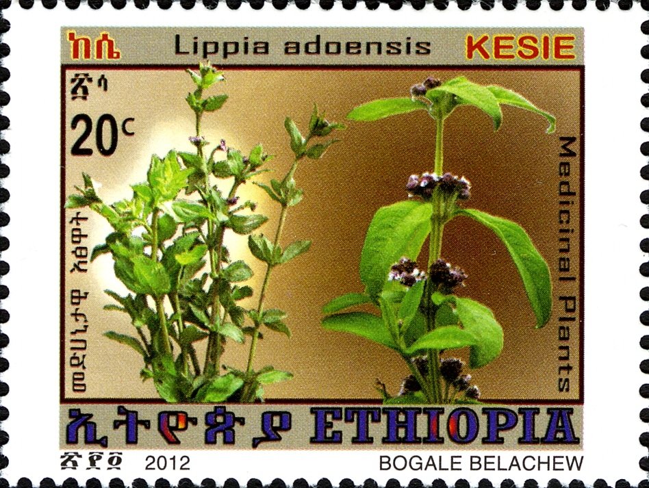 Lippia adoensis