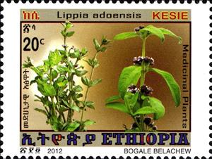 Stamp, Lippia adoensis, Ethiopia,  