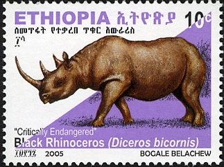 Black Rhinoceros (Diceros bicornis)