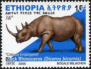 Black Rhinoceros (Diceros bicornis)