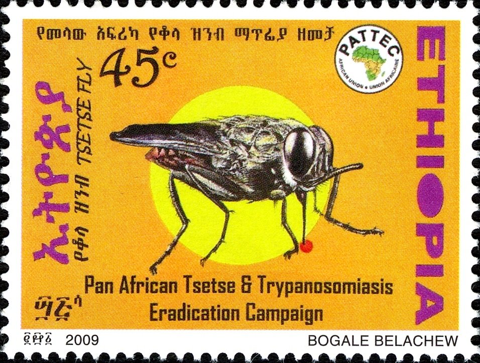 Tsetse (Glossina sp.)