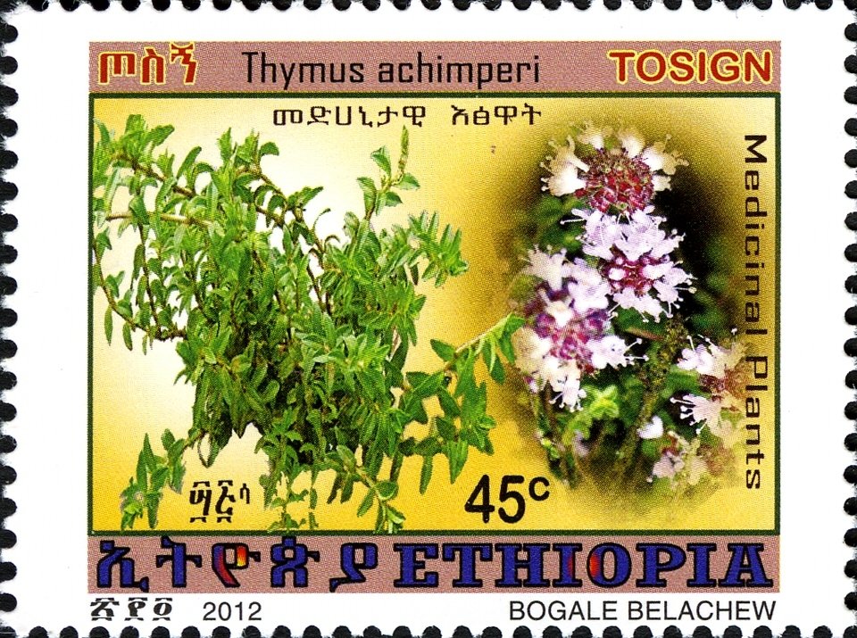 Thymus achimperi