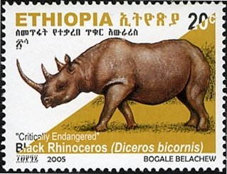 Black Rhinoceros (Diceros bicornis)