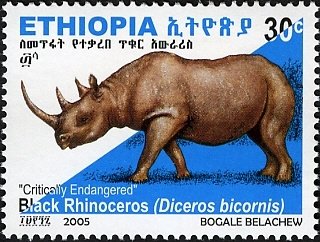 Black Rhinoceros (Diceros bicornis)