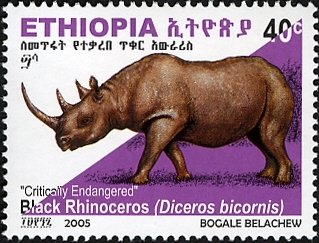 Black Rhinoceros (Diceros bicornis)