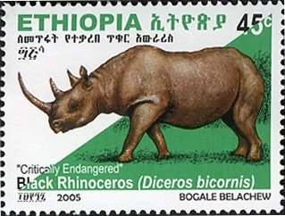 Black Rhinoceros (Diceros bicornis)
