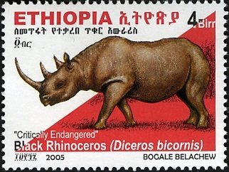 Black Rhinoceros (Diceros bicornis)