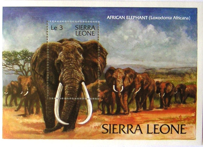 African Elephant (Loxodonta africana)