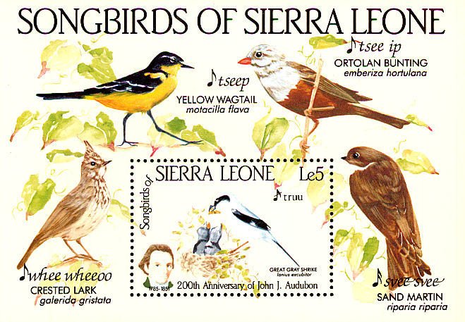 Great Grey Shrike (Lanius excubitor)
