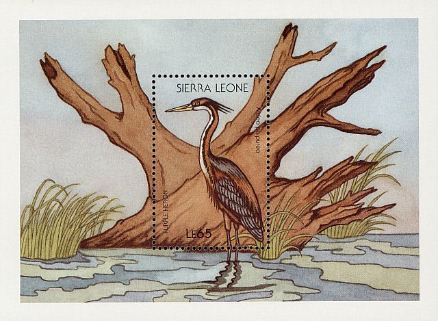 Purple Heron (Ardea purpurea)