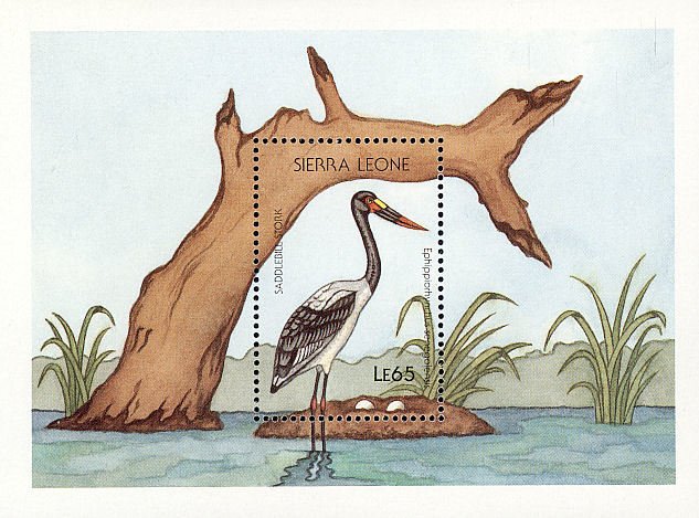Saddle-billed Stork (Ephippiorhynchus senegalensis)