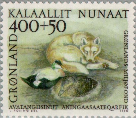 Husky (Canis lupus familiaris), Eider Duck (Somateria mollis