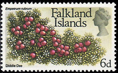 Stamp, Flower Definitive, Falkland Islands,  , Flowers