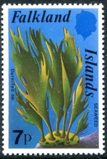 Seaweed