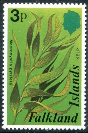 Kelp