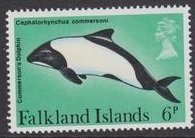 Commerson's Dolphin (Cephalorhynchus commersonii)