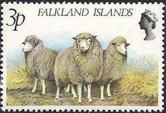 Polwarth Sheep (Ovis ammon aries)
