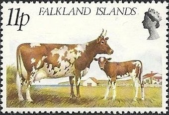 Frisian Cow and Calf (Bos primigenius taurus)
