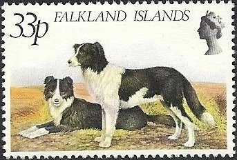 Welsh Collie (Canis lupus familiaris)