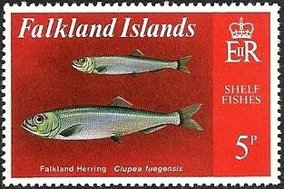 Falkland Sprat (Clupea fuegensis) 