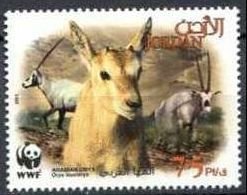 Arabian Oryx (Oryx leucoryx)