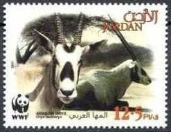 Arabian Oryx (Oryx leucoryx)