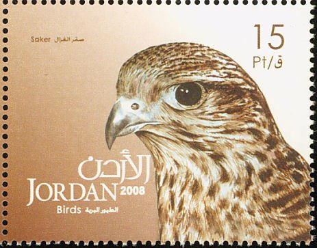 Saker Falcon (Falco cherrug)