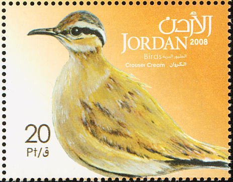 Cream-colored Courser (Cursorius cursor)