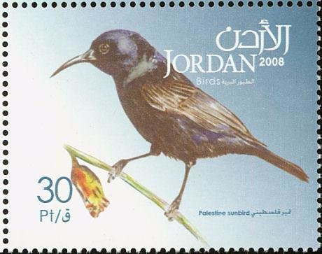 Palestine Sunbird (Nectarinia osea)