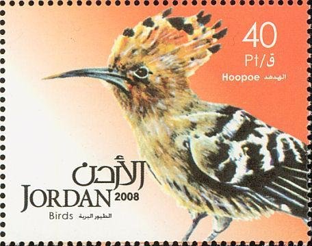 Eurasian Hoopoe (Upupa epops)