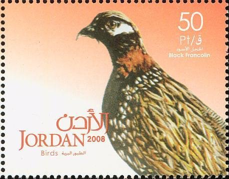 Black Francolin (Francolinus francolinus) 