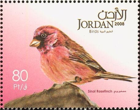Sinai Rosefinch (Carpodacus synoicus)
