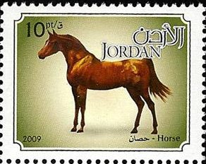 Horse (Equus ferus caballus)