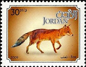 Red Fox (Vulpes vulpes)