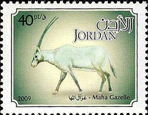 Arabian Oryx (Oryx gazella leucoryx)