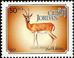 Dorcas Gazelle (Gazella dorcas)